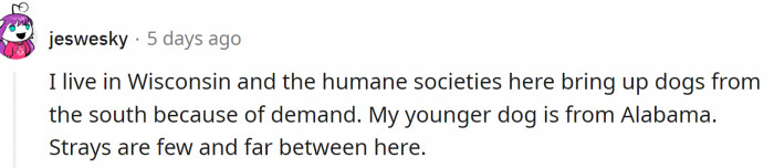 People who live up north don't see many strays