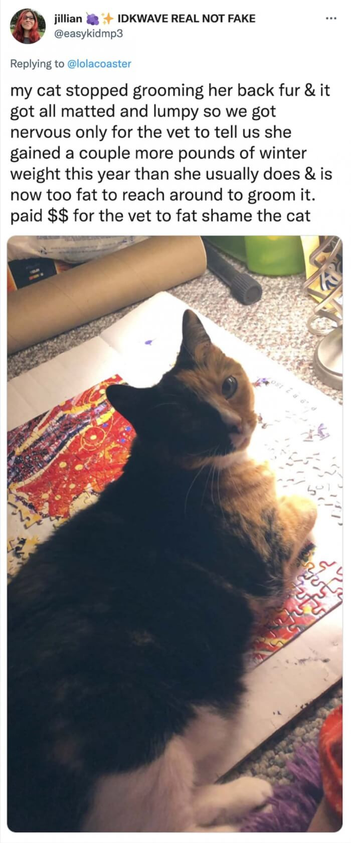 Owner shells out money for her cat's checkup only for the cat to be fat-shamed by the vet.