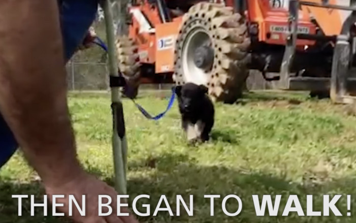 Slowly but surely, Daniel began to walk again!