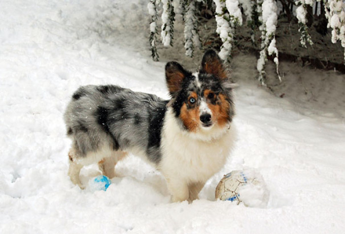 20. Shorgi, which is a Corgi & Sheltie Mixed Breed