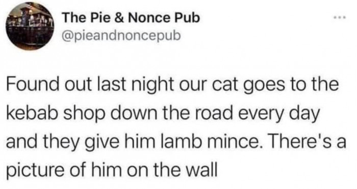 12. You can live with your feline friend but never really know him.