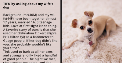 Redditor Shocked After Finding Out That His Wife Wouldn't Have Married Him If Her Chihuahua Didn't Like Him
