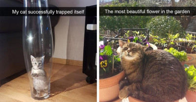 17 Cat Posts To Make You Laugh And Feel Warm And Fuzzy Inside
