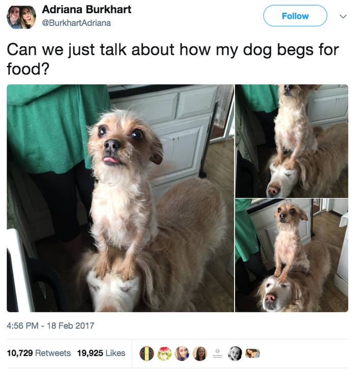 This pup has his priorities straight, meaning treats come before the welfare of other pups in the vicinity