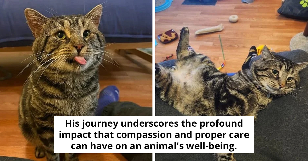 From Melancholy To Merriment—The Heartwarming Transformation Of Fishtopher the Cat