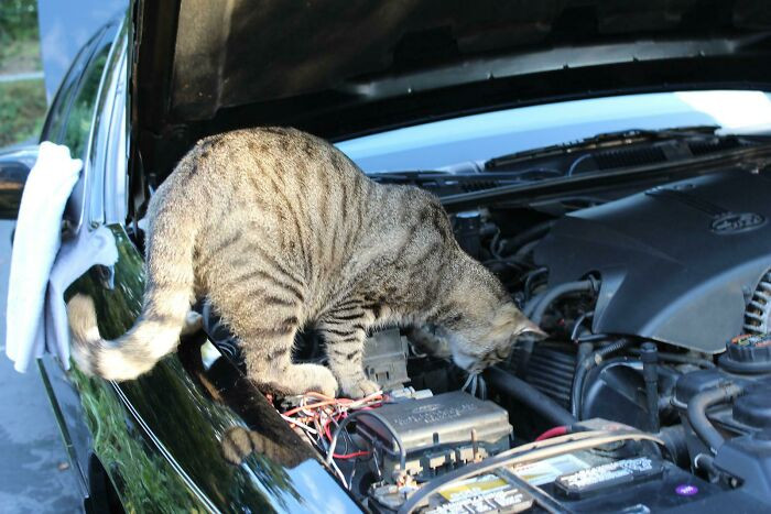 ”Cat Also Can Be A Car Mechanic”