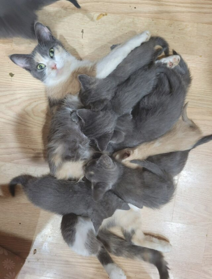 "This is Candy... she doesn’t know which babies are hers, but they’re all on her last nerve and making her eye twitch."