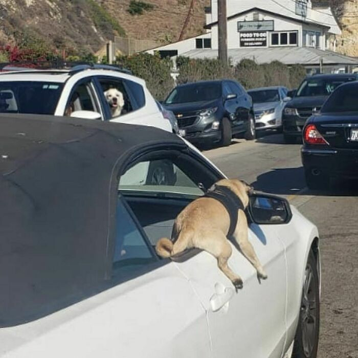 2. It's the look on the other dog's face for me