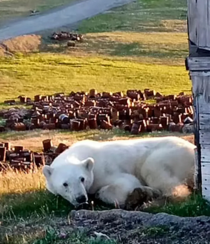 A rescue team of vets and wildlife officials from Moscow went to the scene to help