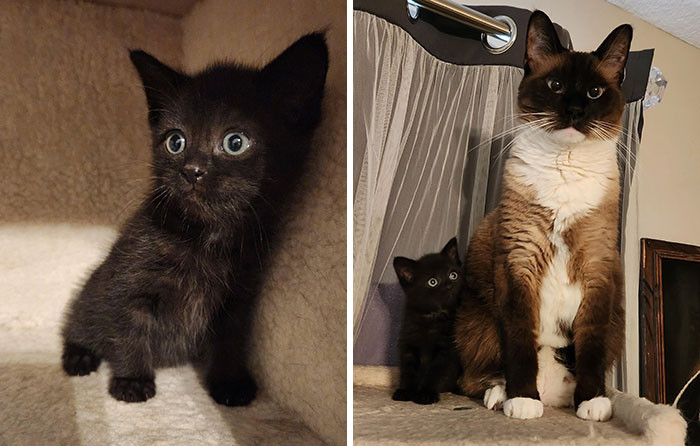 22. Rescued A Scared, Mucky Kitten From A Storm Sewer Drain