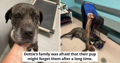 Teary Moment Dog Returns to the Warm Arms of Her Owner After Getting Lost for Five Whole Years