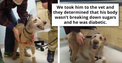 Heartwarming Video Shows The Moment A Blind Dog Got Surgery And Saw His Loving Family For The Very First Time