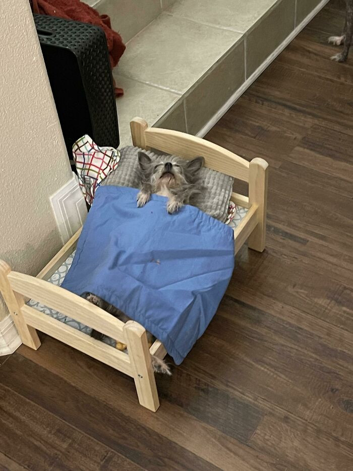 9. Doggo doing human things.