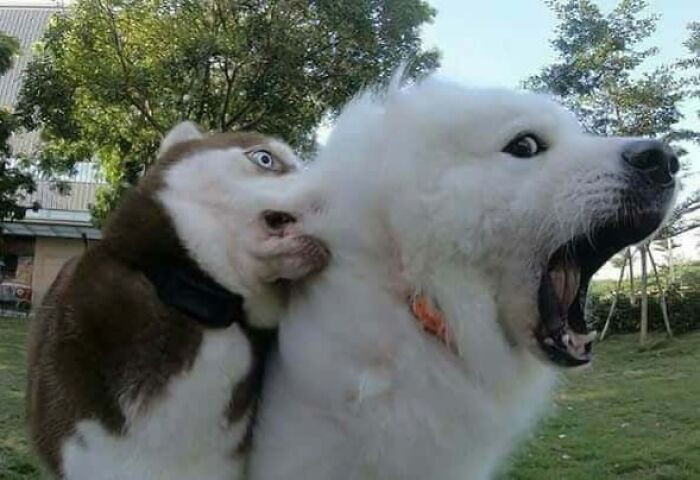 Dramatic kangaroo encounter, cat bath reaction, wind blowing a pet’s face