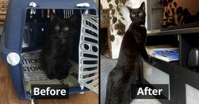 17 Transformational Photos Of Cats Before And After They Were Rescued And Adopted