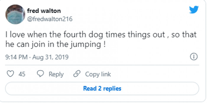 Dog getting ready to swim, cheerful canine companion outdoors near water