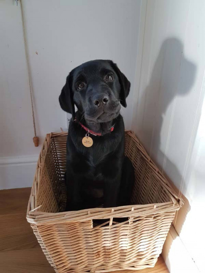 17. "This is Bear. I think he's going to turn out to be a very good boy."