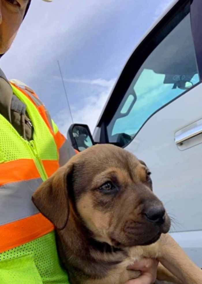 They Snapped a Few Pictures with the Friendly Pup Before Bringing Him to Safety