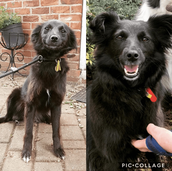 2. "The day she arrived from the shelter: nervous, skinny, and stinky to a year later!"