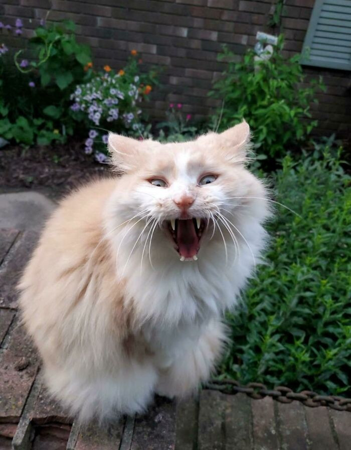 35. Yawning + Meowing = Smol Yell