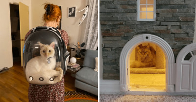 Get Your Dose of Purrtamins with 18 Pictures of Lovely and Adorable Cats