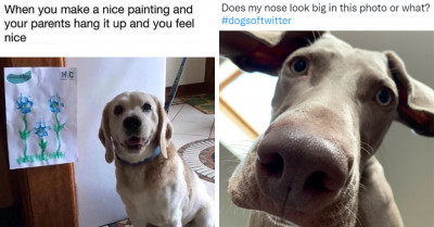 Allow These 21 Furry Friends To Delight And Entertain You With Their Foolishness