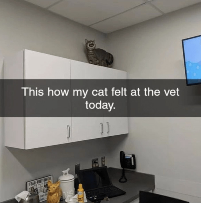 4. How my cat decided to feel at the vet's appointment today