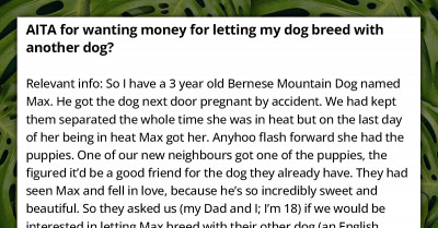 Reddit Blasts A Bernese Mountain Dog Owner Who Intends To Earn Money Through Backyard Breeding