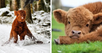 19 Heart-Melting Pictures That Show Why Fluffy Highland Cows Could Easily Pass For Dogs