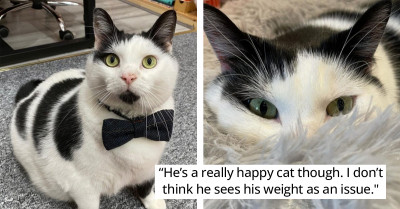 This Hungry Cow Cat Is So Motivated That Even Locks Can't Stop Him From Getting To Food