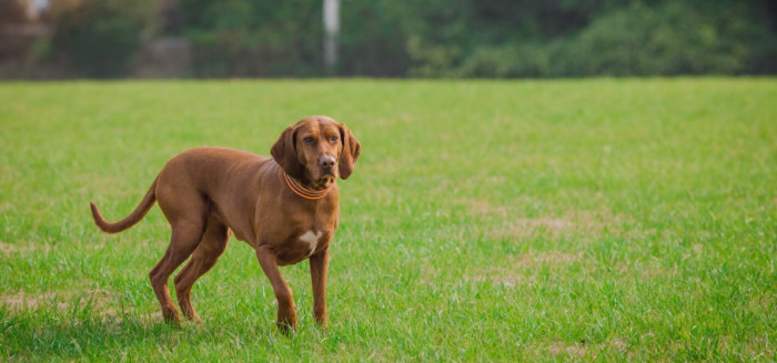 Best Brown Dog Names