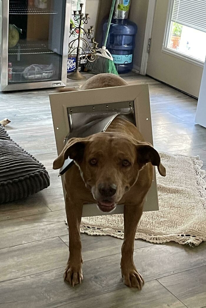 25. She was just trying out the new doggo door