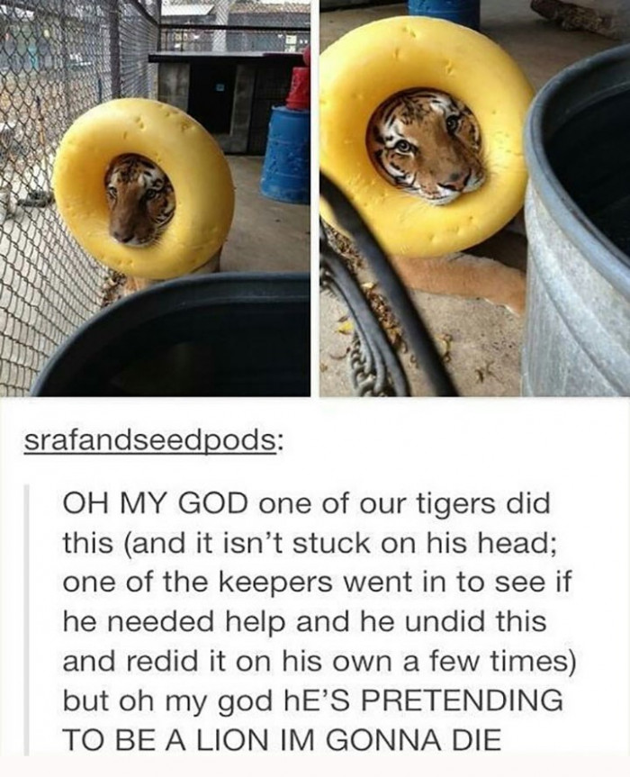 10. One of our tigers is pretending to be a lion