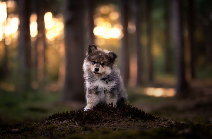 14. I thought this thread was about dogs