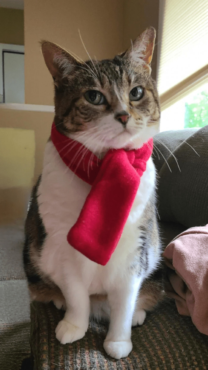 17. "So I found a scarf from an old stuffed animal, and the rest is history"