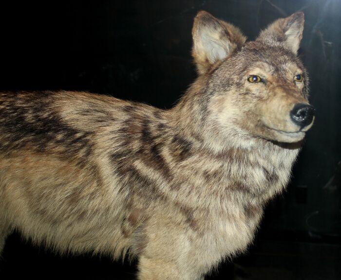 Newfoundland Wolf - Extinct 1911