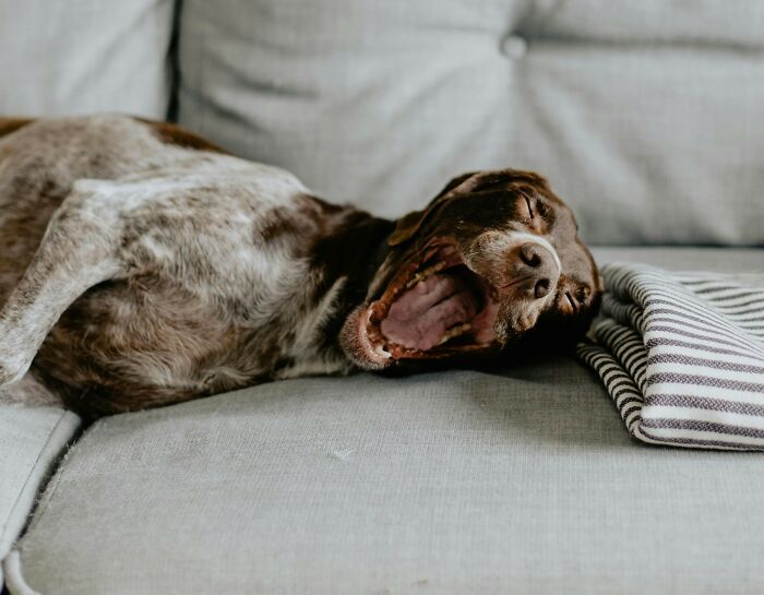 5. Your entire house and furniture may pick up a bad smell due to their drool, pee, poop, and fur.