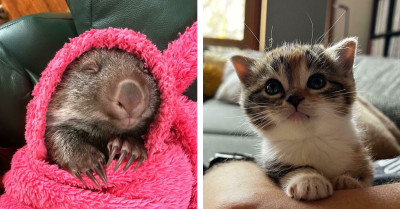 Clock Into These 50 Adorable Pictures Of Baby Animals To Start Your Day On A Bright Note