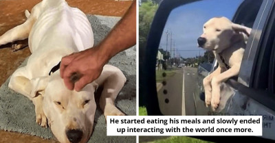 Saint The Pit Bull Was Already At The Brink Of Death Before The Woman Who Found Him Helped Him Fight Back