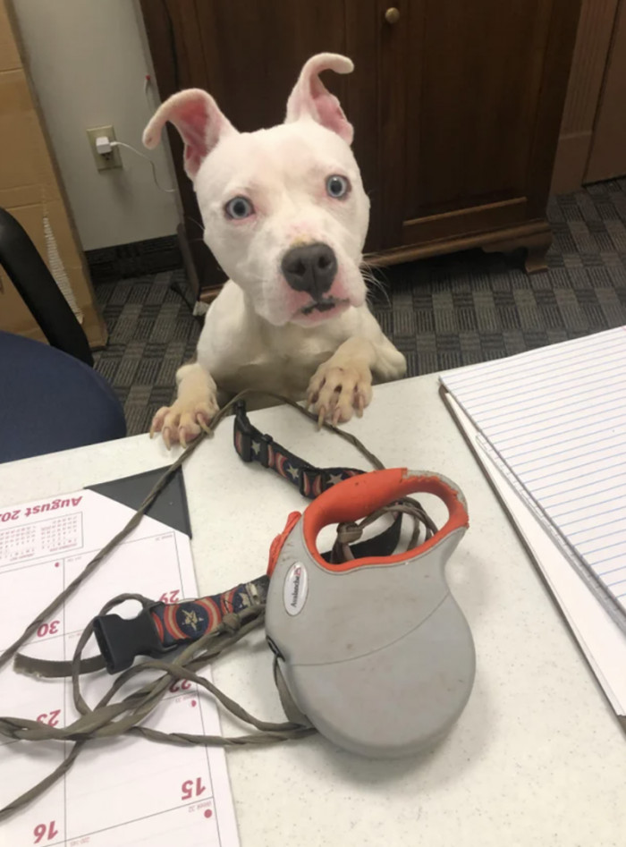 17. "My girly is living her best life these days. One year apart after severe malnourishment and neglect"