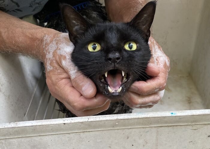 9. This cat is still adorable even while hating the bath.