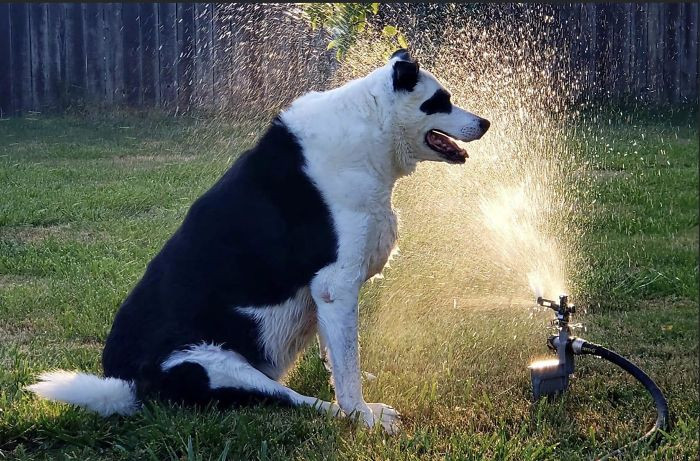 6. “Good Boy Can’t Chase The Sprinklers In His Old Age, So Now Sits And Waits For It To Come To Him”