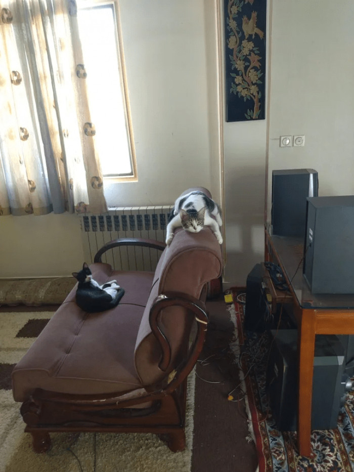 5. "Why does my cat sit like this!?"