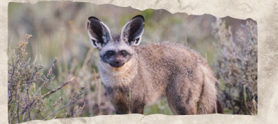 12 Animals With Big Ears That Put Every Extra Inch to Work