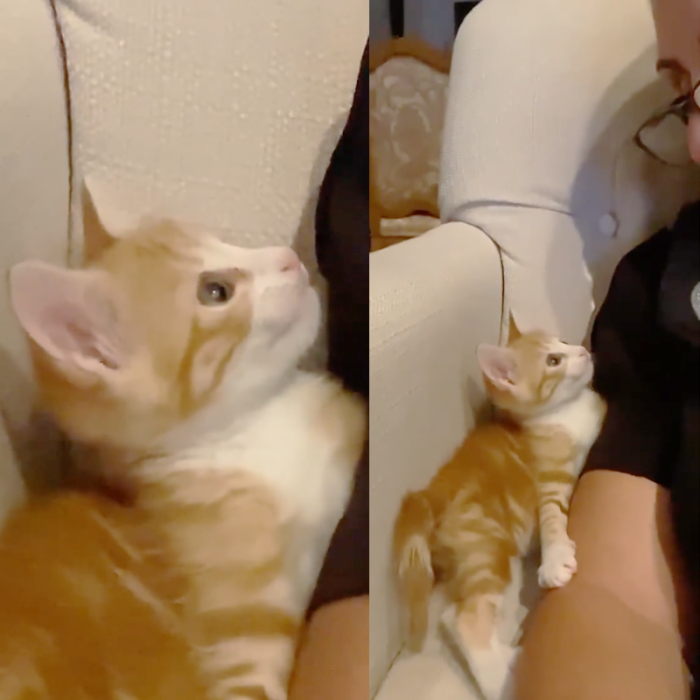 Little Chudo is now healthy enough to be rehomed and move on with her forever family!