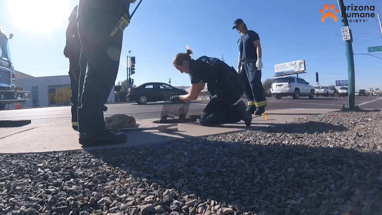 It took them a while, but they managed to trap the kitten.