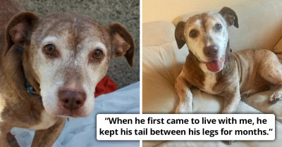 Deaf Dog Gets A Second Chance At Life After Being Homeless For 11 Years
