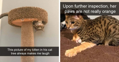 These Adorable Cat Snaps Prove That Cats Are Masters of Adorable Pawsitivity