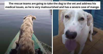 While Kayaking, Man Saves A Dog He Discovered Abandoned On An Island