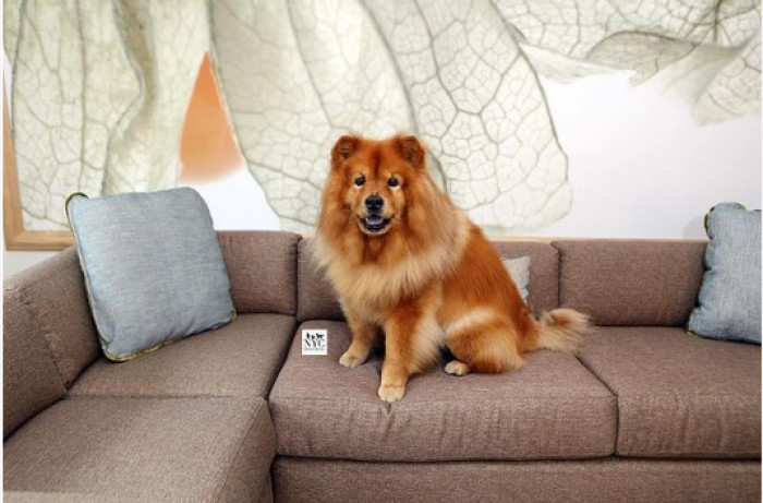 4. This floof has got the entire hotel room to herself and she's living the life